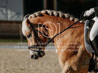 © Niki Buchegger, turnier-fotos.at