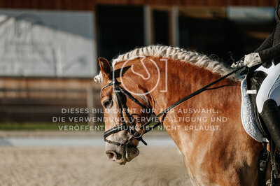 © Niki Buchegger, turnier-fotos.at