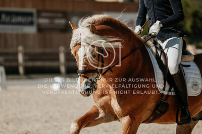 © Niki Buchegger, turnier-fotos.at