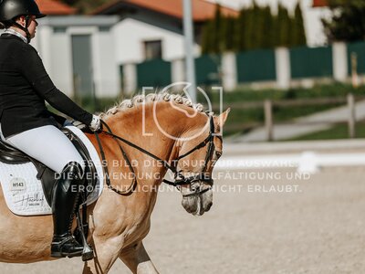 © Niki Buchegger, turnier-fotos.at