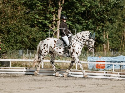 © Niki Buchegger, turnier-fotos.at