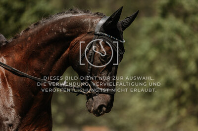 © Niki Buchegger, turnier-fotos.at