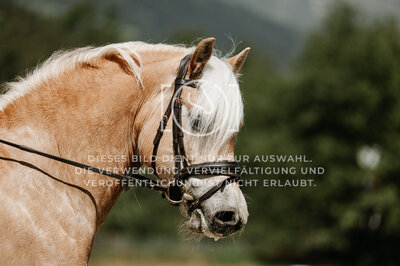 © Niki Buchegger, turnier-fotos.at