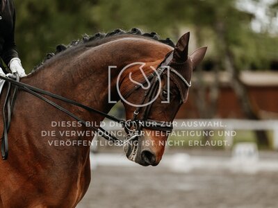 © Niki Buchegger, turnier-fotos.at
