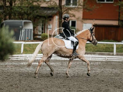 © Niki Buchegger, turnier-fotos.at