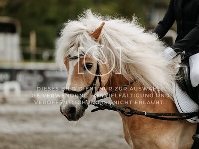 © Niki Buchegger, turnier-fotos.at