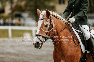 © Niki Buchegger, turnier-fotos.at