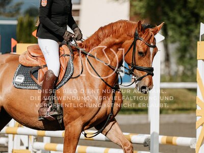 © Niki Buchegger, turnier-fotos.at