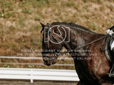 © Niki Buchegger, turnier-fotos.at