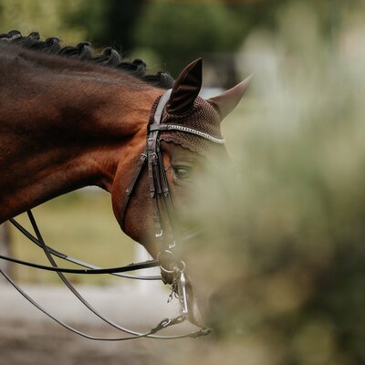© Niki Buchegger, turnier-fotos.at
